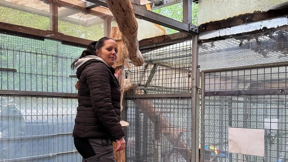 Tierheimleiterin Anna Knappe will in das Loch eine Katzenklappe einsetzen und hofft so, die hungrigen Ausbrecher einzufangen.