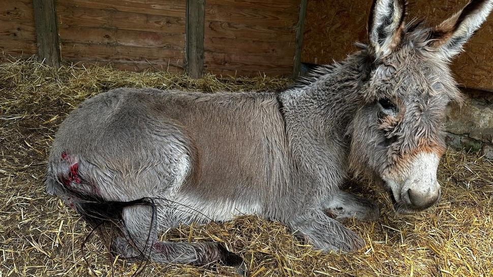 Der siebenjährige Esel "Florie" ist in der Nacht auf Donnerstag (18. April) auf seiner Weide in Harschbach von einem Tier verletzt worden.