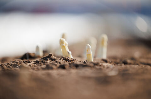 Spargelbauern im Norden von RLP erwarten gute Ernte
