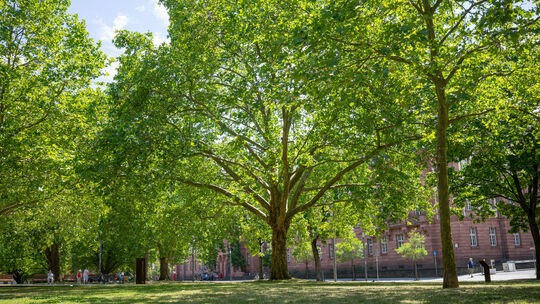 Stadtbäume, wie hier am Clemensplatz in Koblenz, spenden Schatten und spielen in klimaresilienten Städten der Zukunft eine wicht Stadtbäume, wie hier am Clemensplatz in Koblenz, spenden Schatten und spielen in klimaresilienten Städten der Zukunft eine wicht