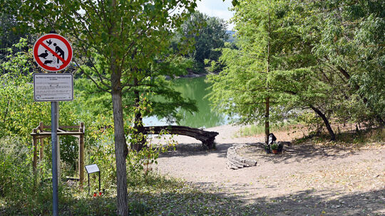 Das Wasser des Schwanenteichs in Koblenz ist grün verfärbt und zeigt die für Blaualgen typischen Schlieren. Das Wasser des Schwanenteichs in Koblenz ist grün verfärbt und zeigt die für Blaualgen typischen Schlieren.