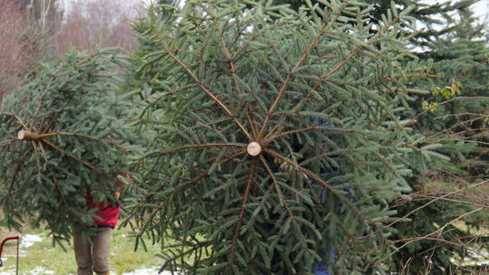 Allzu günstig wollten zwei Männer in Koblenz an ihren Christbaum kommen (Symbolfoto). Allzu günstig wollten zwei Männer in Koblenz an ihren Christbaum kommen (Symbolfoto).