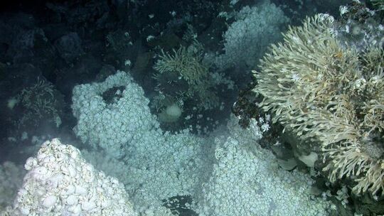 Forscher entdecken bizarres Ökosystem