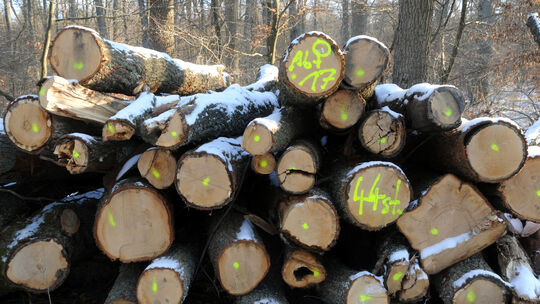 Holzstapel
