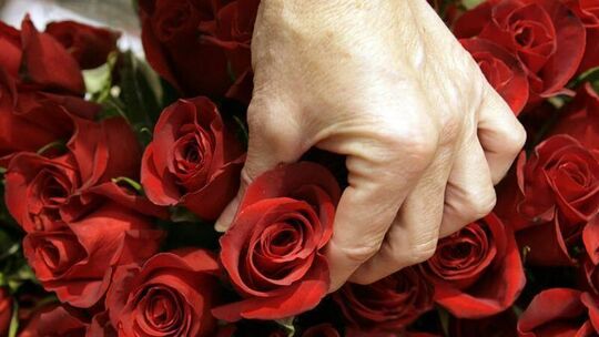 Verliebte verschenken gerne Rosen