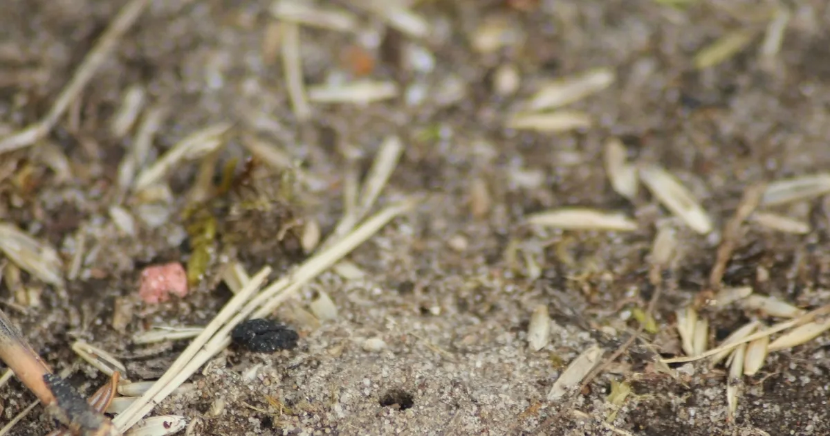 Gartenserie Wann keimen die Rasensamen endlich? Oeffentlicher
