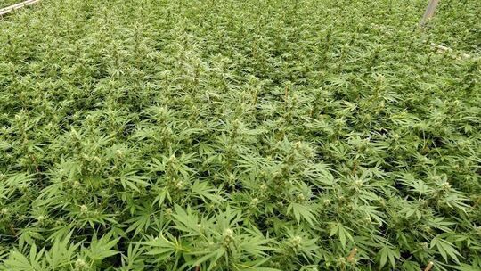 Cannabis