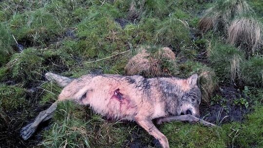 Toter Wolf im Westerwald