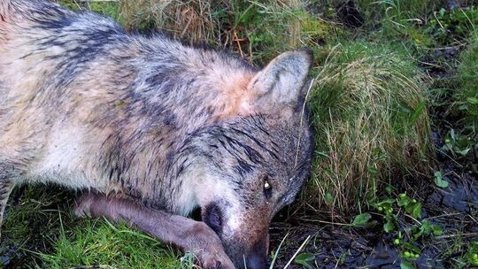 Mutmaßlicher toter Wolf im Westerwald Mutmaßlicher toter Wolf im Westerwald