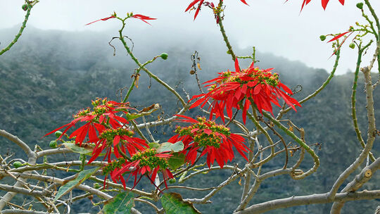 Fotos von La Gomera: Tobende Delfine, steilen Schluchten und mystische Wälder