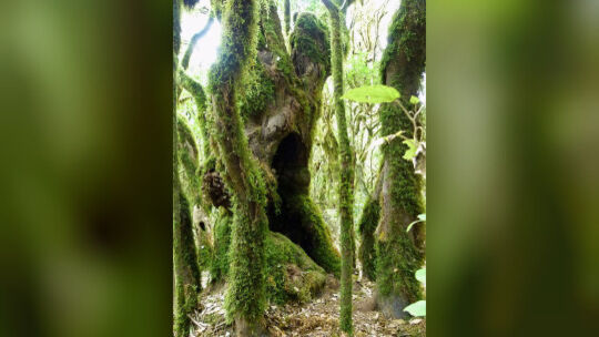 Fotos von La Gomera: Tobende Delfine, steilen Schluchten und mystische Wälder