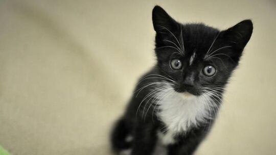 Die zwei Monate alte Katze Delayla im Mainzer Tierheim