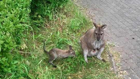 Verschwundenes Zirkus-Känguru «Skippy»