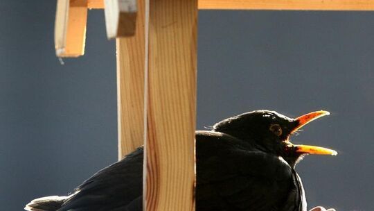 Amsel