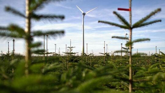 Gärtnerei mit Weihnachtsbäumen