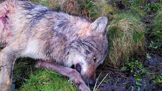 Noch kein Urteil im Wolf-Prozess: Gutachten beantragt
