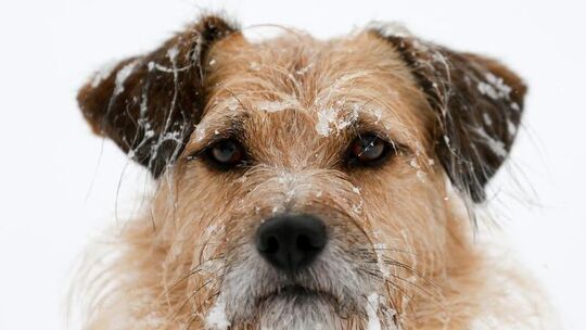 Schneeschnauze