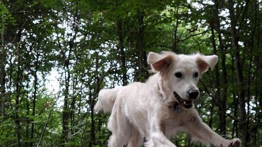 Ein Hund tollt herum
