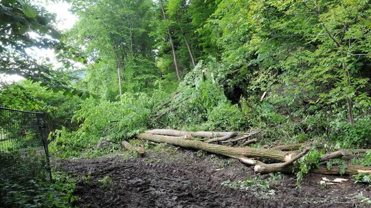 Förster warnen vor Gefahr: Bäume im Wald kippen um