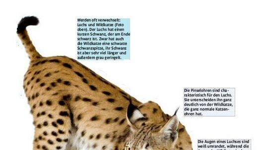 Der Luchs: Wissenswertes über die aparte Großkatze mit den Pinselohren