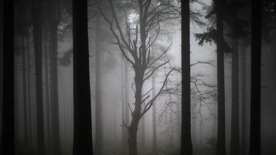 Nebel im Wald