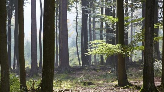 Wald in Rheinland-Pfalz