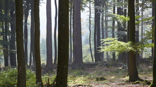Wald in Rheinland-Pfalz