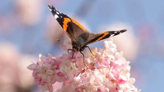 Frühling Frühling