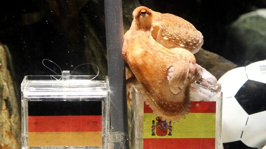 Paul bei der Spanien-Vorhersage.