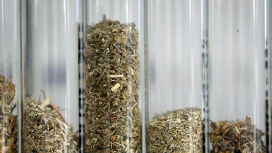 Proben mit Kräutermischungen