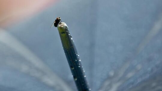Fliege im Regen
