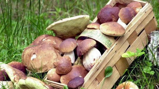 Gesammelte Pilze