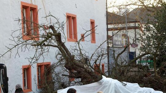 Umgestürzter Baum in Trier