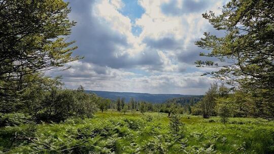 Nationalpark Hunsrück-Hochwald