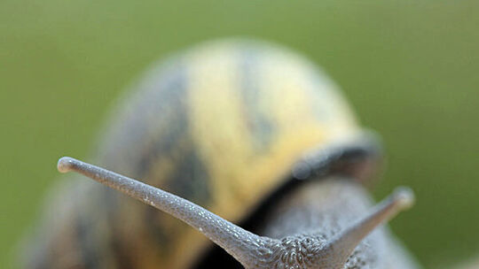 Weinbergschnecke bekommt Konkurrenz aus dem Süden