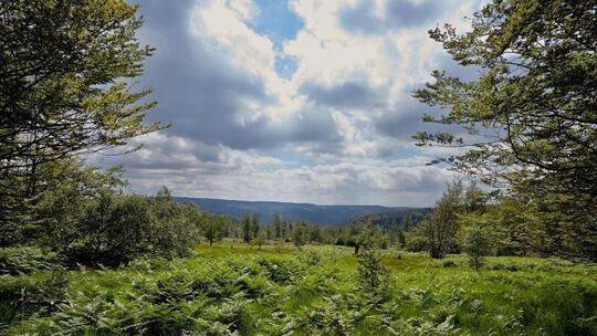 Nationalpark Hunsrück-Hochwald