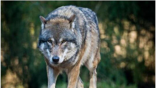 Wolf