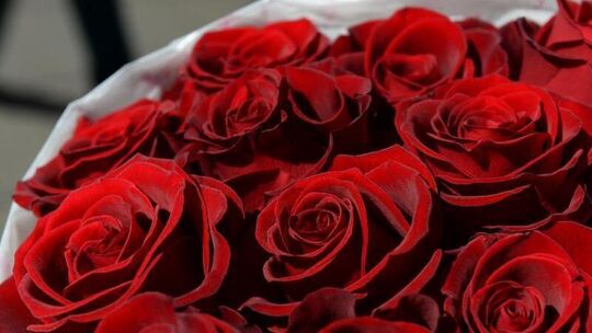 Rote Rosen