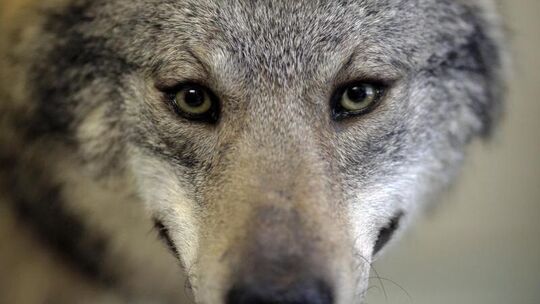 Wolf
