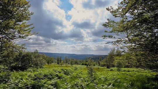 Hochmoor im Nationalpark Hunsrück-Hochwald
