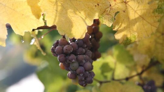 Weinbau an der Mosel