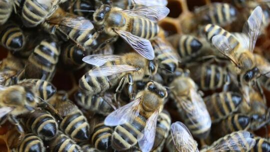 Bienen