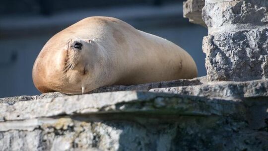 Nur kein Stress