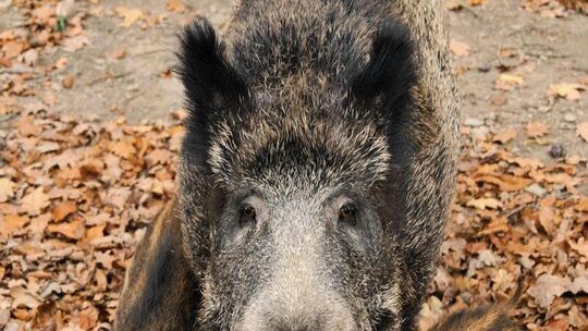 Wildschweinmutter mit Frischlingen