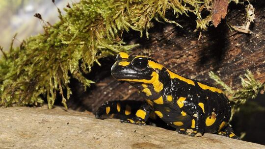 Feuersalamander
