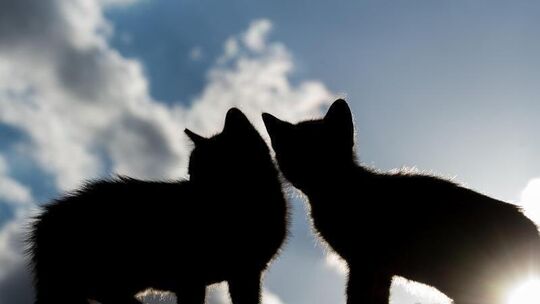 Katzen