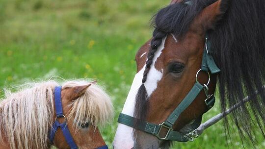 Minipony und Wallach