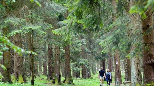 Nationalpark Hochwald-Hunsrück