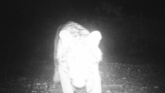 Tiger bei Nacht