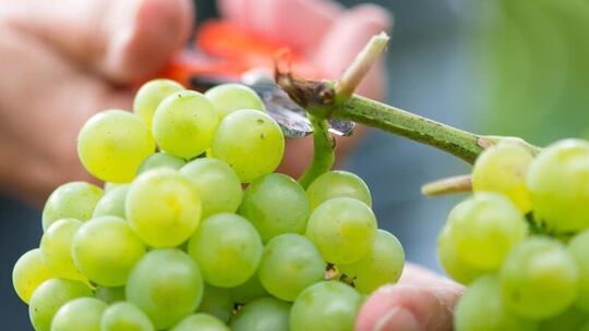Weinlese